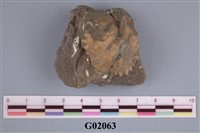 藏品(螃蟹)的圖片